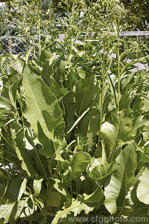 Horseradish or Red Cole (<i>Armoracia rusticana</i>), a Eurasian perennial herb with strong-growing roots that are used to make a pungent sauce. armoracia-2363htm'>Armoracia. .