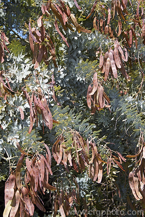 Cootamundra Wattle (<i>Acacia baileyana</i>), a bushy 5-8m tall tree native to south-eastern Australia. One of the most widely cultivated wattles, its flowers open from mid-winter and last well into spring. The ferny, silver-grey foliage is very distinctive. Order: Fabales, Family: Fabaceae