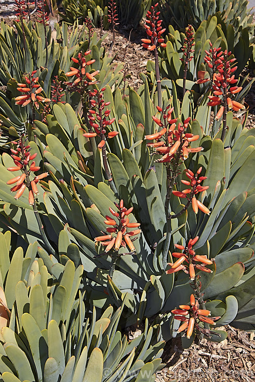 Fan Aloe (<i>Aloe plicatilis</i>), a winter- to late spring-flowering, woody-based, succulent perennial native to the Cape. Province of South Africa. The arrangement of the 30-40cm long leaves is very distinctive. Order: Asparagales, Family: Asphodelaceae