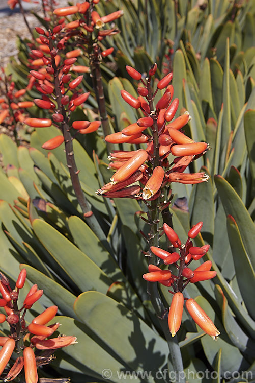 Fan Aloe (<i>Aloe plicatilis</i>), a winter- to late spring-flowering, woody-based, succulent perennial native to the Cape. Province of South Africa. The arrangement of the 30-40cm long leaves is very distinctive. Order: Asparagales, Family: Asphodelaceae