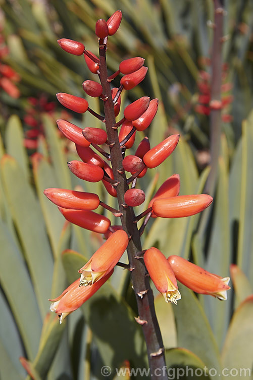 Fan Aloe (<i>Aloe plicatilis</i>), a winter- to late spring-flowering, woody-based, succulent perennial native to the Cape. Province of South Africa. The arrangement of the 30-40cm long leaves is very distinctive. Order: Asparagales, Family: Asphodelaceae