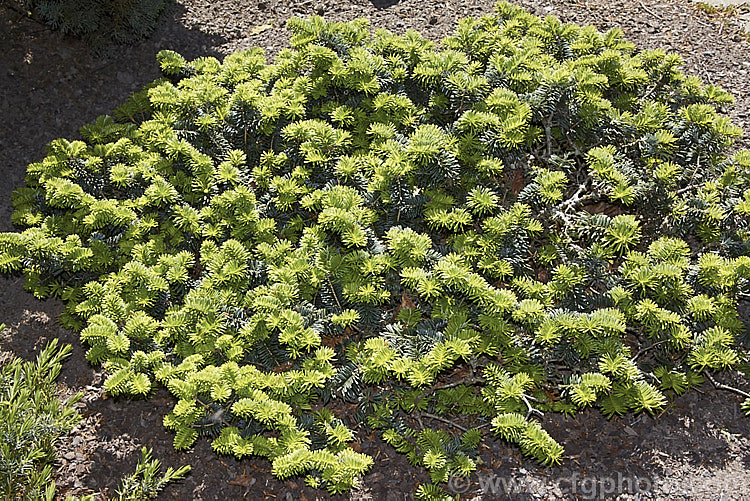 <i>Abies balsamea</i> 'Nana', a very dwarf rounded to spreading form of the Balsam Fir or Balm of Gilead, an evergreen coniferous tree native to northern North America. Order: Pinales, Family: Pinaceae