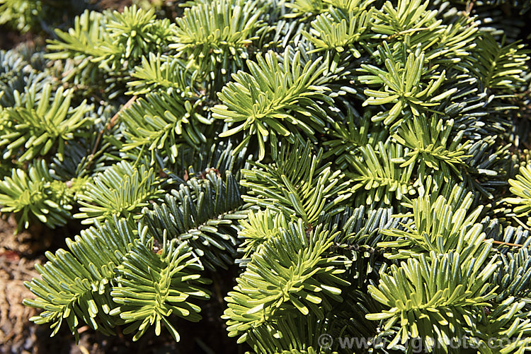 <i>Abies balsamea</i> 'Nana', a very dwarf rounded to spreading form of the Balsam Fir or Balm of Gilead, an evergreen coniferous tree native to northern North America. Order: Pinales, Family: Pinaceae