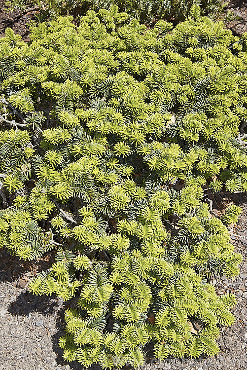 <i>Abies balsamea</i> 'Nana', a very dwarf rounded to spreading form of the Balsam Fir or Balm of Gilead, an evergreen coniferous tree native to northern North America. Order: Pinales, Family: Pinaceae