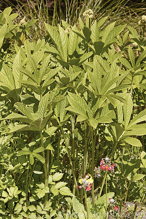 Rodgersia aesculifolia, a rhizomatous perennial native to China. The foliage stems can grow to 15m tall and are topped by 60cm long plumes of tiny white flowers. The name aesculifolia come from the foliage's resemblance to that of horse chestnut (<i>Aesculus hippocastanum</i>). rodgersia-2722htm'>Rodgersia. <a href='saxifragaceae-plant-family-photoshtml'>Saxifragaceae</a>.