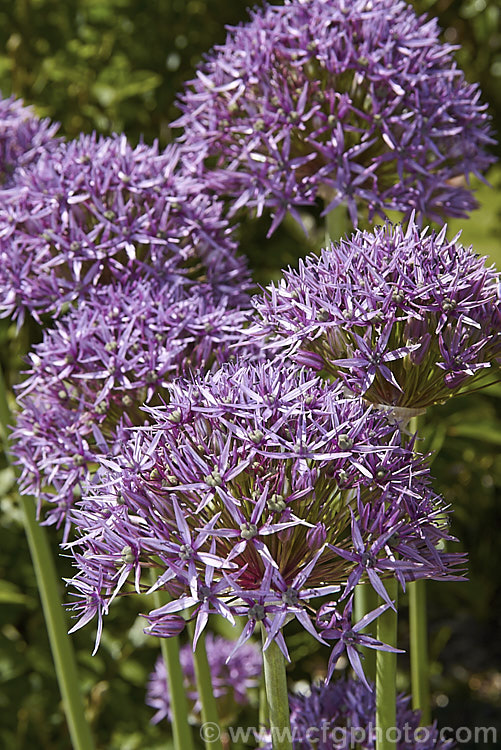 The flowerhead of Star of Persia (<i>Allium christophii</i>), a spring-flowering bulb with sturdy flower stems up to 60cm high. This ornamental onion is native to Iran, Turkey and central Asia. allium-2045htm'>Allium.