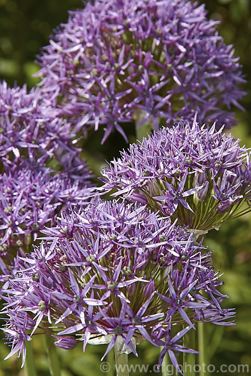 The flowerhead of Star of Persia (<i>Allium christophii</i>), a spring-flowering bulb with sturdy flower stems up to 60cm high. This ornamental onion is native to Iran, Turkey and central Asia. allium-2045htm'>Allium.