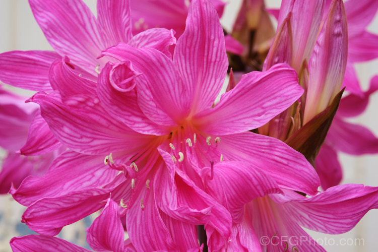 One of the many colour forms of Belladonna Lily or Naked Ladies (<i>Amaryllis belladonna</i>), a late summer- to autumn-flowering bulb native to South Africa. The flowers, which are on stems up to 1m tall, appear before the foliage develops. Order: Asparagales, Family: Amaryllidaceae