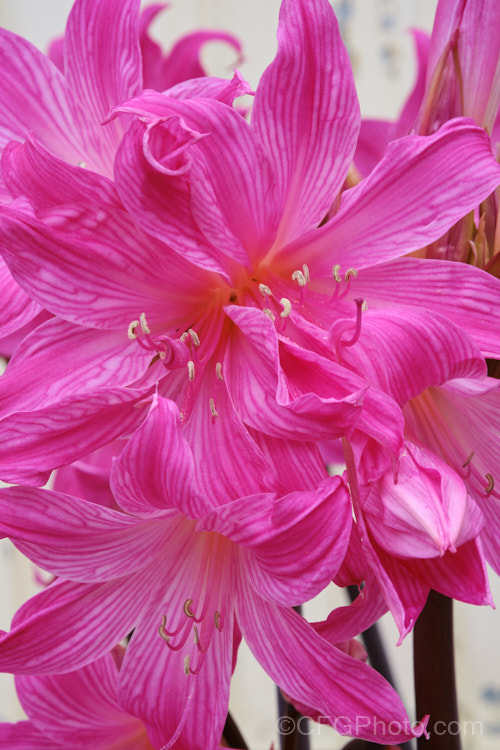 One of the many colour forms of Belladonna Lily or Naked Ladies (<i>Amaryllis belladonna</i>), a late summer- to autumn-flowering bulb native to South Africa. The flowers, which are on stems up to 1m tall, appear before the foliage develops. Order: Asparagales, Family: Amaryllidaceae