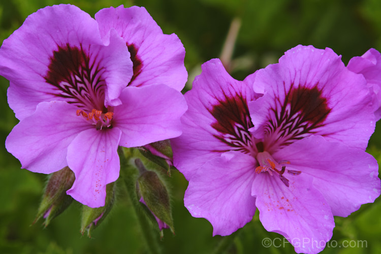 The flower of the Regal. Pelargonium (<i>Pelargonium x domesticum</i>), which has anthers that split open to reveal orange pollen. Also known as regal geraniums or azalea-flowered geraniums, these garden plants occur in a huge range of flower colours. pelargonium-2480htm'>Pelargonium.