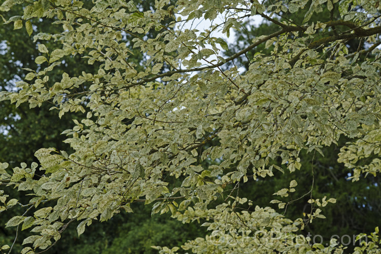 Variegated European Field Elm or Smooth-leaved Elm (<i>Ulmus carpinifolia [syn. Ulmus minor] 'Variegata'). The leaves are mottled with green rather having a sectored or edged pattern. The plant is shown here in early autumn as teh white parts of the leaves develop a slight golden tint. Order: Rosales, Family: Ulmaceae