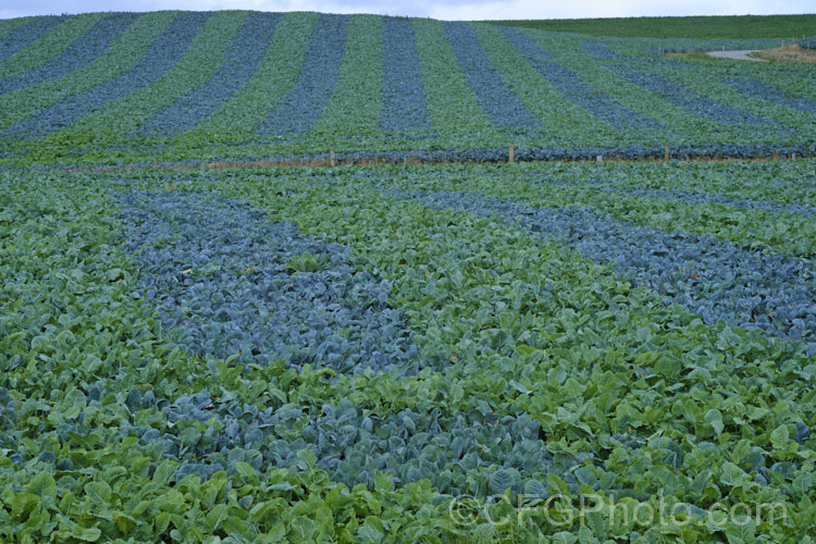 Order: Brassicales, Family: Brassicaceae