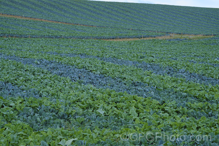 Order: Brassicales, Family: Brassicaceae