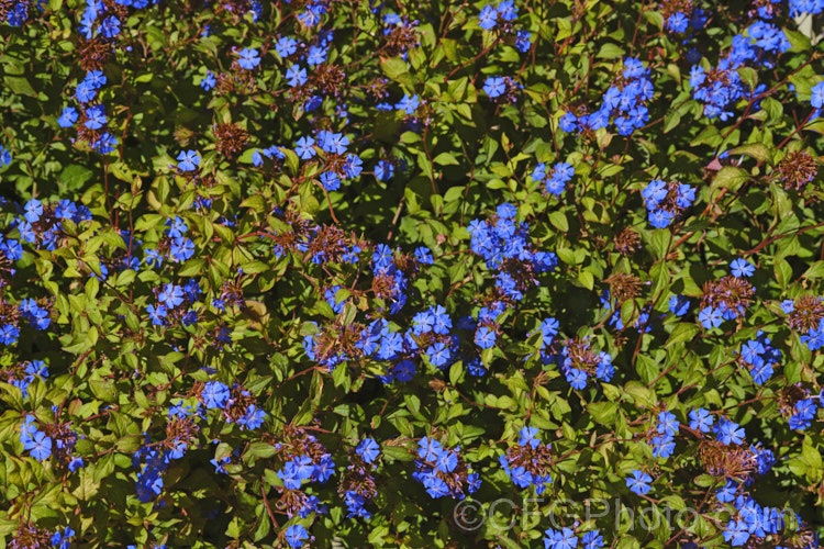 Chinese Plumbago (<i>Ceratostigma willmottianum</i>), a 50cm-1m tall summer- to autumn-flowering shrub that is evergreen in mild areas and partially deciduous elsewhere. It occurs naturally in western China and Tibet. ceratostigma-2655htm'>Ceratostigma. <a href='plumbaginaceae-plant-family-photoshtml'>Plumbaginaceae</a>.