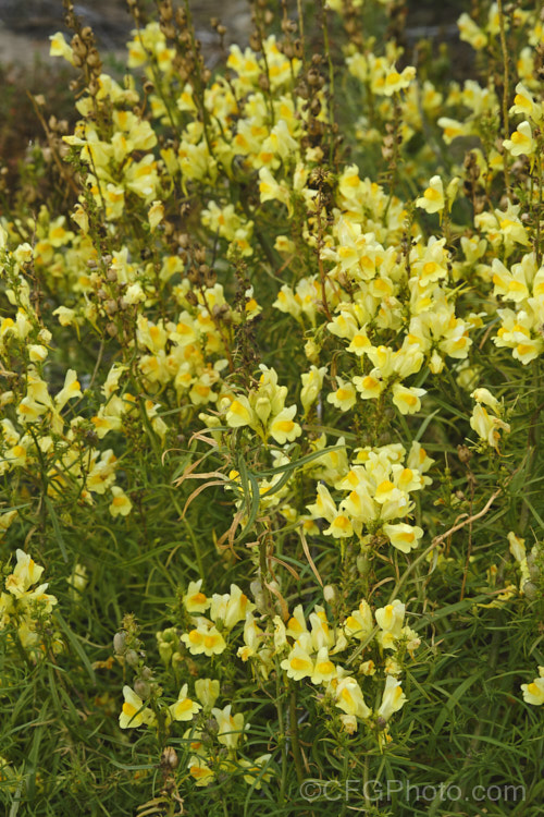 Common Toadflax, Yellow Toadflax or Butter and Eggs (<i>Linaria vulgaris</i>), a low, spreading, summer- to autumn-flowering perennial. Originally native to Eurasia, it has spread to many temperate areas and is often considered a weed. It snapdragon-like flowers are rich in nectar but require heavy pollinators, such as bumble bees, to open them. Order: Lamiales, Family: Plantaginaceae