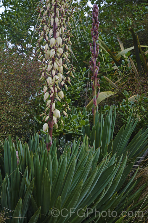 Spanish Dagger, Roman Candle or Palm. Lily (<i>Yucca gloriosa</i>), a spear-leaved autumn-flowering perennial native to the southeastern United States. The flower stems are up to 25m tall and the leaves, which have only very fine teeth and few if any filaments, are up to 60cm long.