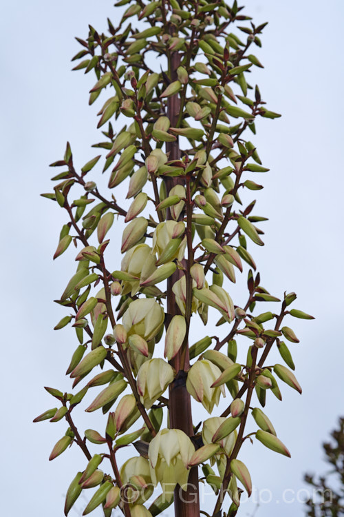 Spanish Dagger, Roman Candle or Palm. Lily (<i>Yucca gloriosa</i>), a spear-leaved autumn-flowering perennial native to the southeastern United States. The flower stems are up to 25m tall and the leaves, which have only very fine teeth and few if any filaments, are up to 60cm long.