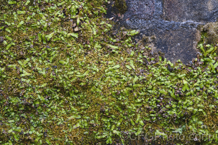 A liverwort, most likely. Asterella australis, a species found in Australia and New Zealand This example is shown in early autumn when at its most dormant. asterella-3689htm'>Asterella. <a href='aytoniaceae-plant-family-photoshtml'>Aytoniaceae</a>.