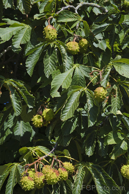 Horse Chestnut (<i>Aesculus hippocastanum</i>), a 15-25m tall tree from Greece, Albania and Bulgaria. The spring-borne flowers develop into spiky fruiting bodies, each containing two or three hard nuts. Order Sapindales, Family: Sapindaceae