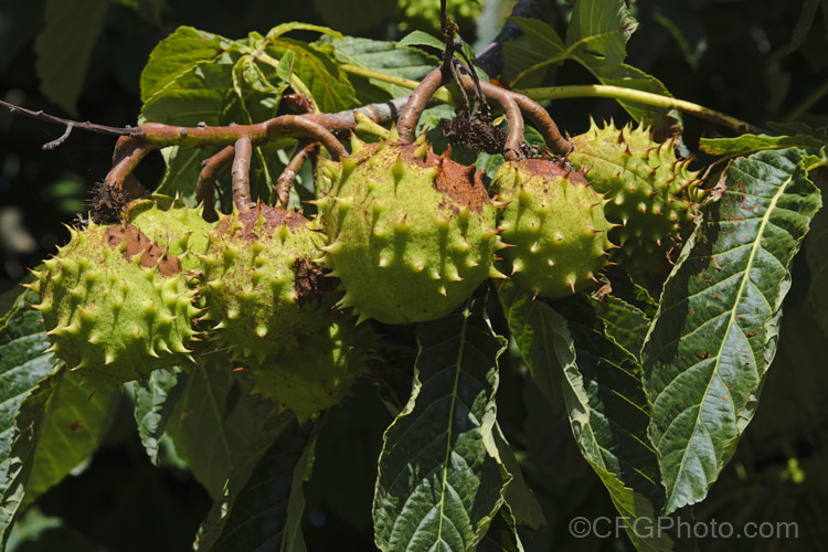 The fruits of Horse Chestnut (<i>Aesculus hippocastanum</i>), a 15-25m tall tree from Greece, Albania and Bulgaria. The spring-borne flowers develop into spiky fruiting bodies, each containing two or three hard nuts. Order Sapindales, Family: Sapindaceae