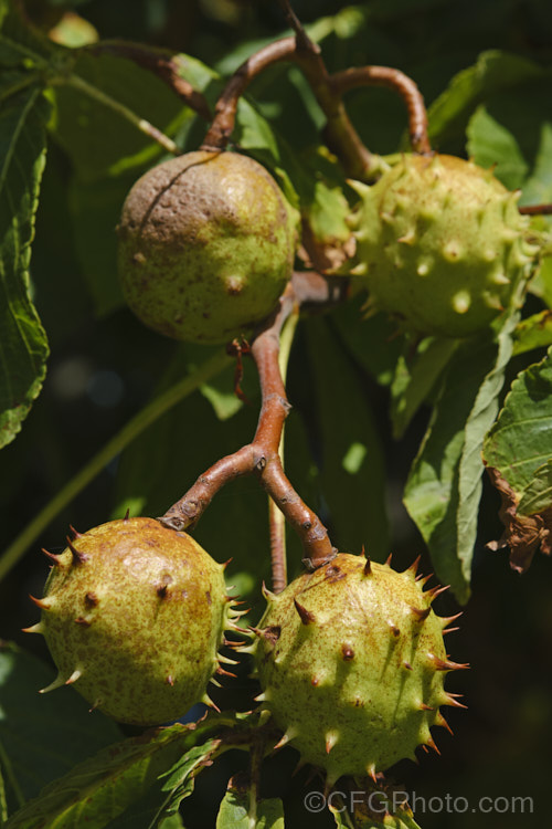 The fruits of Horse Chestnut (<i>Aesculus hippocastanum</i>), a 15-25m tall tree from Greece, Albania and Bulgaria. The spring-borne flowers develop into spiky fruiting bodies, each containing two or three hard nuts. Order Sapindales, Family: Sapindaceae