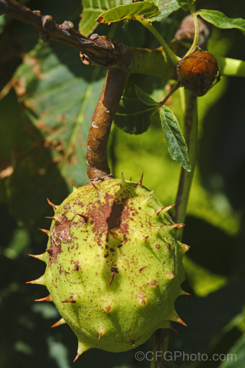 The fruits of Horse Chestnut (<i>Aesculus hippocastanum</i>), a 15-25m tall tree from Greece, Albania and Bulgaria. The spring-borne flowers develop into spiky fruiting bodies, each containing two or three hard nuts. Order Sapindales, Family: Sapindaceae