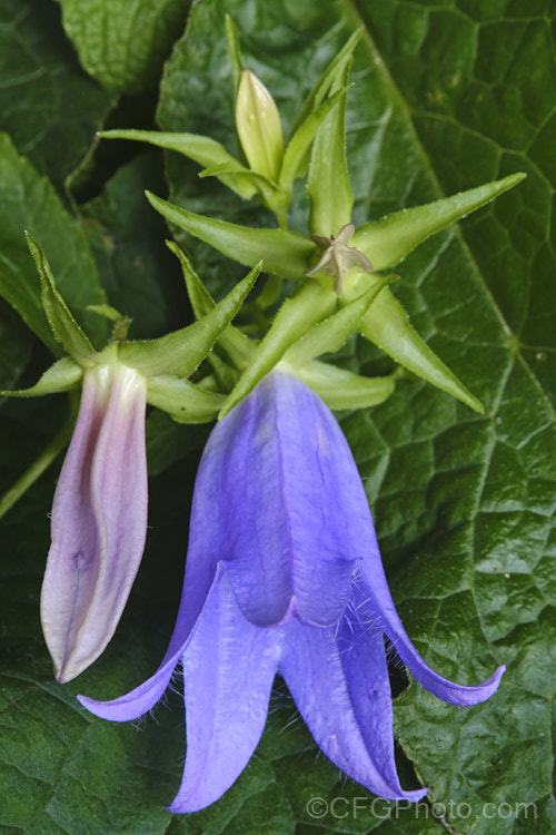 Campanula 'Mystic Bells', an upright, clump-forming, summer- to autumn-flowering perennial bellflower that grows to around 80-120cm high and wide. The nodding flowers can be over 50mm long. Order: Asterales, Family: Campanulaceae