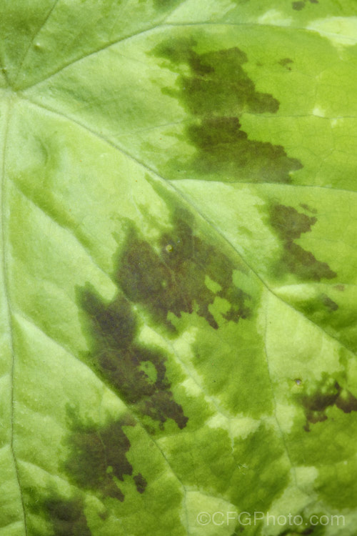 Closeup of the leaf of Podophyllum difforme 'Kaleidoscope', a cultivar of the Chinese May Apple, a Chinese woodland perennial, near evergreen in mild areas. Its main appeal lies in the large, very boldly marked leaves. The purplish-red flowers are often largely hidden by the foliage, but they are followed by fruits that are yellow and quite conspicuous when mature. The plant will grow to as much as 50cm tall, though 40cm is more typical and will from a clump at least 50cm wide. Order: Ranunculales, Family: Berberidaceae