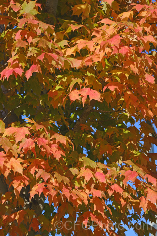 Autumn foliage of the Red Maple, Scarlet Maple or Swamp Maple (<i>Acer rubrum</i>), a deciduous tree native to eastern and central North America. It can grow to 40m tall and its 5-7-lobed leaves are up to 10cm wide. Order: Sapindales, Family: Sapindaceae