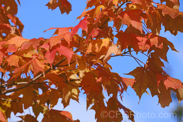 Autumn foliage of the Red Maple, Scarlet Maple or Swamp Maple (<i>Acer rubrum</i>), a deciduous tree native to eastern and central North America. It can grow to 40m tall and its 5-7-lobed leaves are up to 10cm wide. Order: Sapindales, Family: Sapindaceae