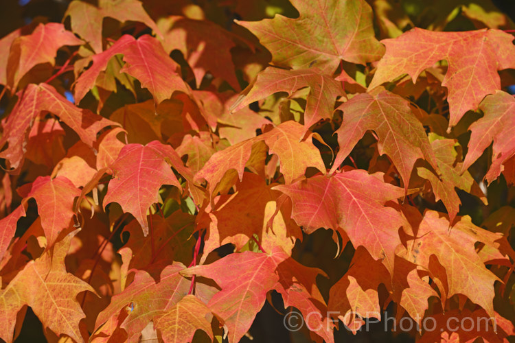 Autumn foliage of the Red Maple, Scarlet Maple or Swamp Maple (<i>Acer rubrum</i>), a deciduous tree native to eastern and central North America. It can grow to 40m tall and its 5-7-lobed leaves are up to 10cm wide. Order: Sapindales, Family: Sapindaceae