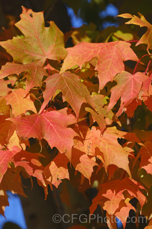 Autumn foliage of the Red Maple, Scarlet Maple or Swamp Maple (<i>Acer rubrum</i>), a deciduous tree native to eastern and central North America. It can grow to 40m tall and its 5-7-lobed leaves are up to 10cm wide. Order: Sapindales, Family: Sapindaceae