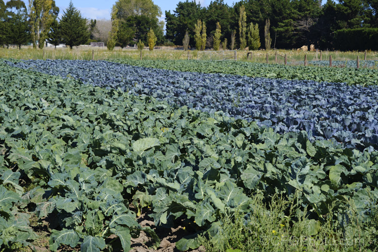 Order: Brassicales, Family: Brassicaceae