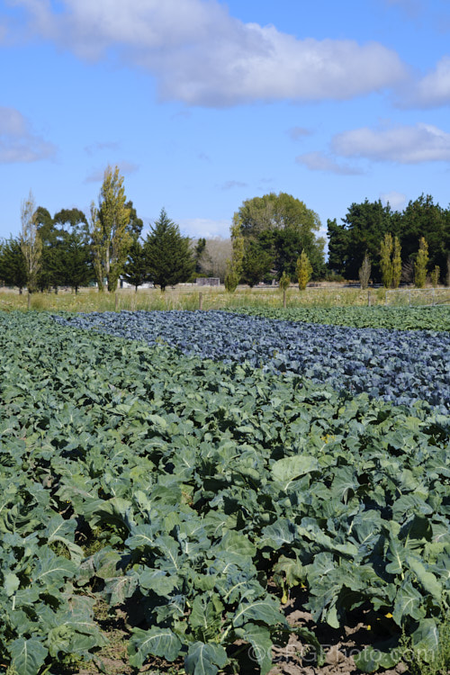 Order: Brassicales, Family: Brassicaceae