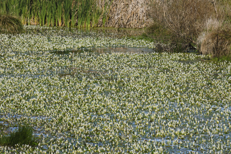 Water. Hawthorn or Cape. Pondweed (<i>Aponogeton distachyos</i>), a tuberous aquatic perennial native to South Africa, where it is grown for its edible buds and late summer- to autumn-borne flowers. Water. Hawthorn has become widely naturalised in warm temperate and subtropical areas but is seldom invasive. aponogeton-3531htm'>Aponogeton. <a href='aponogetonaceae-plant-family-photoshtml'>Aponogetonaceae</a>.