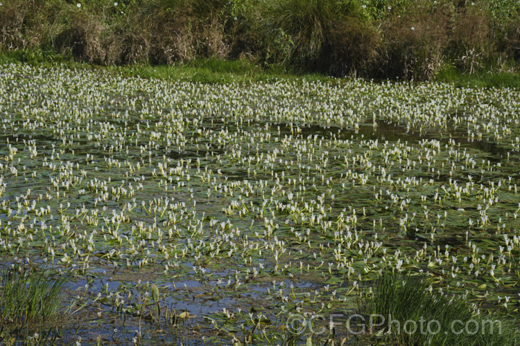 Water. Hawthorn or Cape. Pondweed (<i>Aponogeton distachyos</i>), a tuberous aquatic perennial native to South Africa, where it is grown for its edible buds and late summer- to autumn-borne flowers. Water. Hawthorn has become widely naturalised in warm temperate and subtropical areas but is seldom invasive. aponogeton-3531htm'>Aponogeton. <a href='aponogetonaceae-plant-family-photoshtml'>Aponogetonaceae</a>.