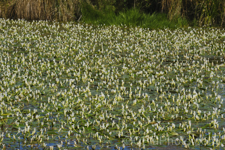 Water. Hawthorn or Cape. Pondweed (<i>Aponogeton distachyos</i>), a tuberous aquatic perennial native to South Africa, where it is grown for its edible buds and late summer- to autumn-borne flowers. Water. Hawthorn has become widely naturalised in warm temperate and subtropical areas but is seldom invasive. aponogeton-3531htm'>Aponogeton. <a href='aponogetonaceae-plant-family-photoshtml'>Aponogetonaceae</a>.