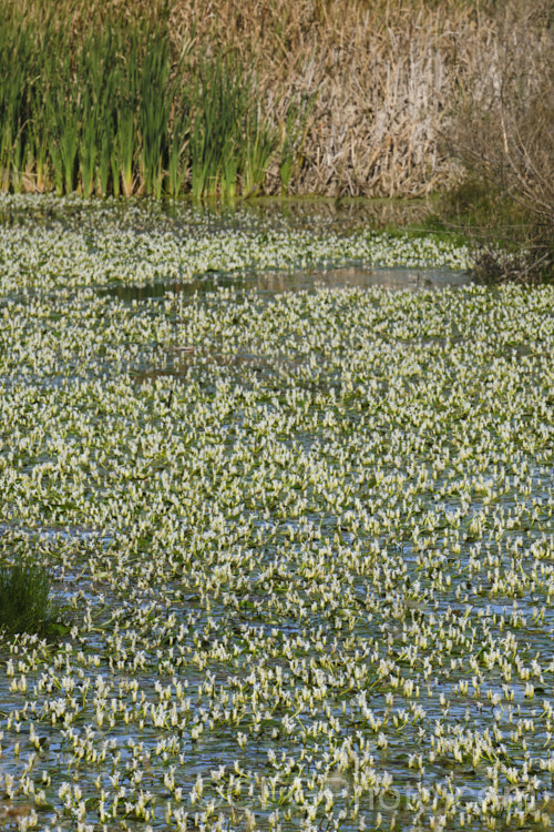 Water. Hawthorn or Cape. Pondweed (<i>Aponogeton distachyos</i>), a tuberous aquatic perennial native to South Africa, where it is grown for its edible buds and late summer- to autumn-borne flowers. Water. Hawthorn has become widely naturalised in warm temperate and subtropical areas but is seldom invasive. aponogeton-3531htm'>Aponogeton. <a href='aponogetonaceae-plant-family-photoshtml'>Aponogetonaceae</a>.