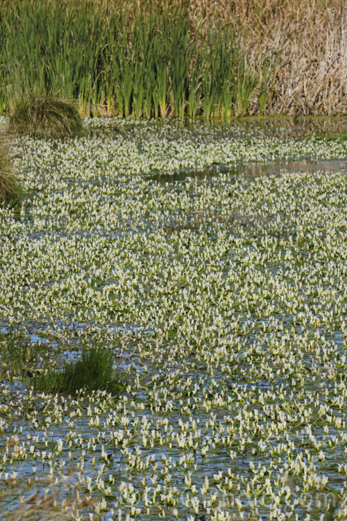 Water. Hawthorn or Cape. Pondweed (<i>Aponogeton distachyos</i>), a tuberous aquatic perennial native to South Africa, where it is grown for its edible buds and late summer- to autumn-borne flowers. Water. Hawthorn has become widely naturalised in warm temperate and subtropical areas but is seldom invasive. aponogeton-3531htm'>Aponogeton. <a href='aponogetonaceae-plant-family-photoshtml'>Aponogetonaceae</a>.