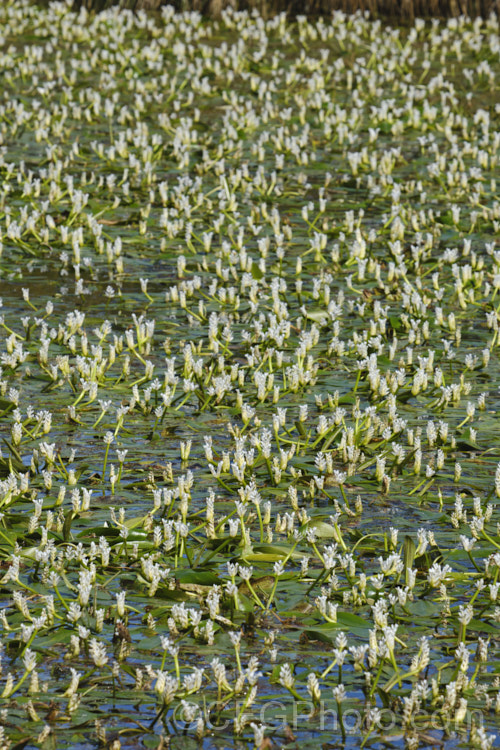 Water. Hawthorn or Cape. Pondweed (<i>Aponogeton distachyos</i>), a tuberous aquatic perennial native to South Africa, where it is grown for its edible buds and late summer- to autumn-borne flowers. Water. Hawthorn has become widely naturalised in warm temperate and subtropical areas but is seldom invasive. aponogeton-3531htm'>Aponogeton. <a href='aponogetonaceae-plant-family-photoshtml'>Aponogetonaceae</a>.