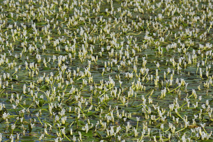 Water. Hawthorn or Cape. Pondweed (<i>Aponogeton distachyos</i>), a tuberous aquatic perennial native to South Africa, where it is grown for its edible buds and late summer- to autumn-borne flowers. Water. Hawthorn has become widely naturalised in warm temperate and subtropical areas but is seldom invasive. aponogeton-3531htm'>Aponogeton. <a href='aponogetonaceae-plant-family-photoshtml'>Aponogetonaceae</a>.