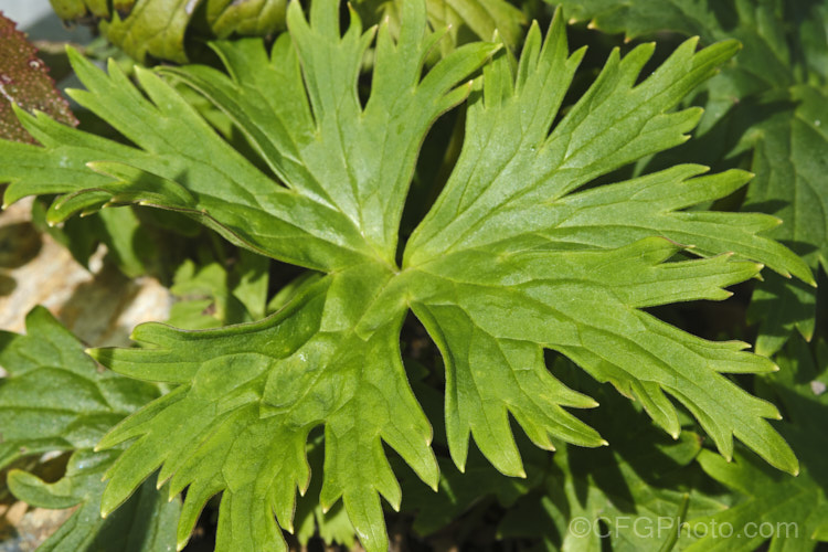 The overwintering foliage of Yellow Monkshood or Healing Wolfsbane (<i>Aconitum anthora</i>), a late spring- to summer-flowering perennial found from southern Europe to Central Asia. Its flowering stems grow to around 15m tall. The name Healing Wolfsbane comes from old beliefs; it is, in fact, deadly poisonous. Order: Ranunculales, Family: Ranunculaceae