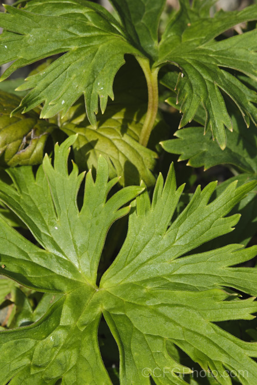 The overwintering foliage of Yellow Monkshood or Healing Wolfsbane (<i>Aconitum anthora</i>), a late spring- to summer-flowering perennial found from southern Europe to Central Asia. Its flowering stems grow to around 15m tall. The name Healing Wolfsbane comes from old beliefs; it is, in fact, deadly poisonous. Order: Ranunculales, Family: Ranunculaceae