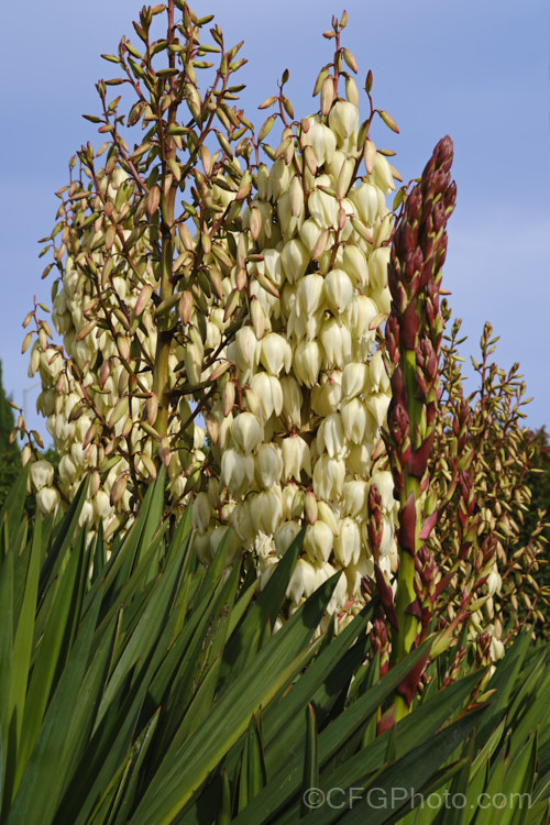 Spanish Dagger, Roman Candle or Palm. Lily (<i>Yucca gloriosa</i>), a spear-leaved autumn-flowering perennial native to the southeastern United States. The flower stems are up to 25m tall and the leaves, which have only very fine teeth and few if any filaments, are up to 60cm long.