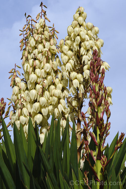 Spanish Dagger, Roman Candle or Palm. Lily (<i>Yucca gloriosa</i>), a spear-leaved autumn-flowering perennial native to the southeastern United States. The flower stems are up to 25m tall and the leaves, which have only very fine teeth and few if any filaments, are up to 60cm long.