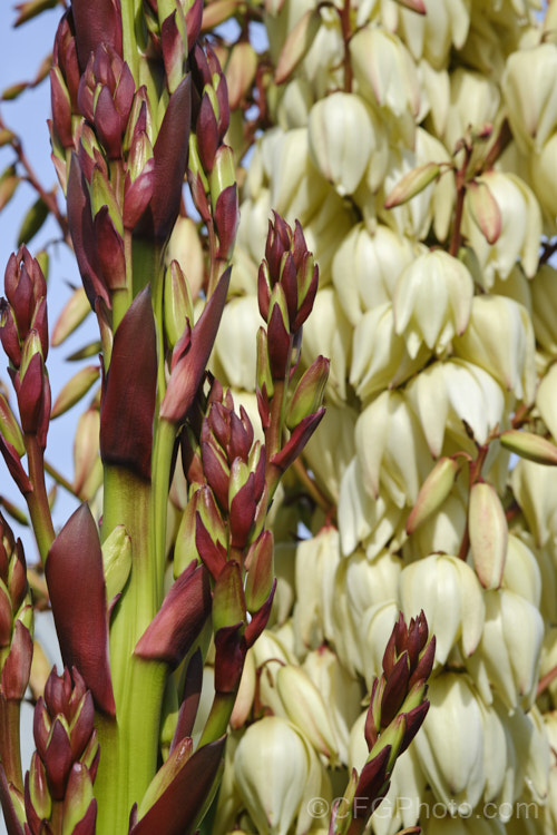 Spanish Dagger, Roman Candle or Palm. Lily (<i>Yucca gloriosa</i>), a spear-leaved autumn-flowering perennial native to the southeastern United States. The flower stems are up to 25m tall and the leaves, which have only very fine teeth and few if any filaments, are up to 60cm long.