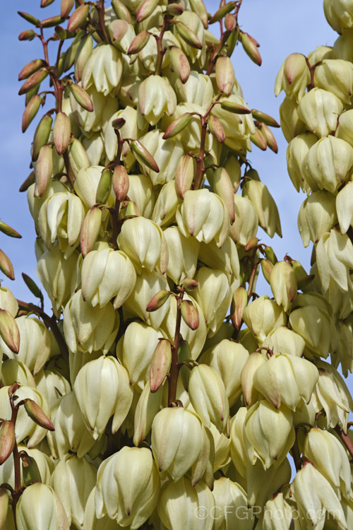 Spanish Dagger, Roman Candle or Palm. Lily (<i>Yucca gloriosa</i>), a spear-leaved autumn-flowering perennial native to the southeastern United States. The flower stems are up to 25m tall and the leaves, which have only very fine teeth and few if any filaments, are up to 60cm long.