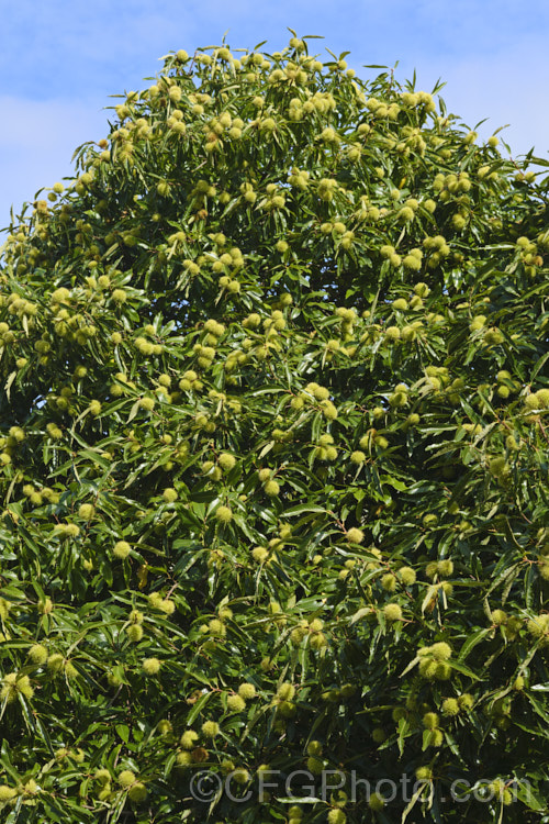 Edible Chestnut or Sweet Chestnut (<i>Castanea sativa</i>) in mid-autumn, with almost mature fruit burrs, each of which contains 1-5 nuts. This 40m tall deciduous tree is native to southern Europe, North Africa and western Asia. castanea-2419htm'>Castanea. Order: Fagales, Family: Fagaceae