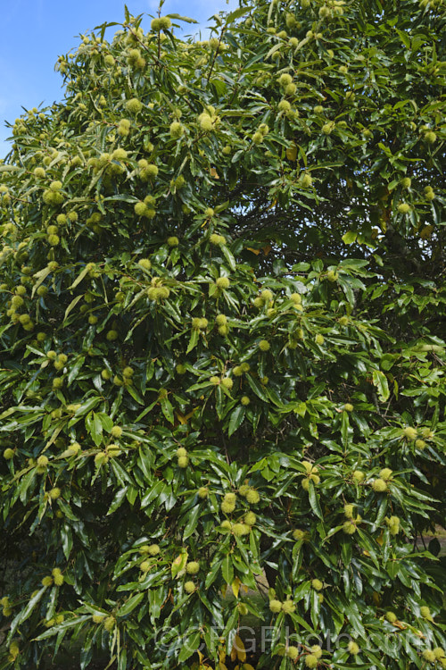 Edible Chestnut or Sweet Chestnut (<i>Castanea sativa</i>) in mid-autumn, with almost mature fruit burrs, each of which contains 1-5 nuts. This 40m tall deciduous tree is native to southern Europe, North Africa and western Asia. castanea-2419htm'>Castanea. Order: Fagales, Family: Fagaceae