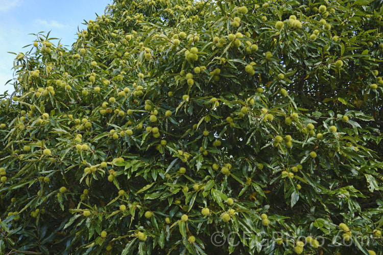 Edible Chestnut or Sweet Chestnut (<i>Castanea sativa</i>) in mid-autumn, with almost mature fruit burrs, each of which contains 1-5 nuts. This 40m tall deciduous tree is native to southern Europe, North Africa and western Asia. castanea-2419htm'>Castanea. Order: Fagales, Family: Fagaceae